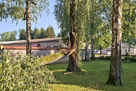 Breza po neurju