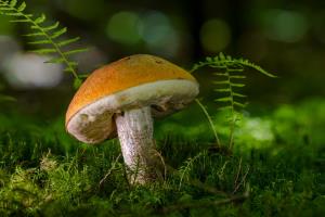 Simbolična fotografija